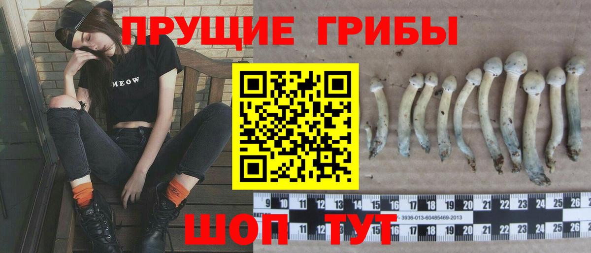 Кинешма  Псилоцибиновые грибы Psilocybine cubensis  Вход с VPN 
